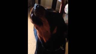 Rottweiler howling [upl. by Indys]