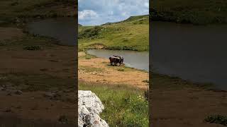 Wild Horses Freedom and Beauty of Nature  Divlji Konji Sloboda i Ljepota Prirode Jahorina [upl. by Jude]