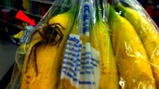 Jadowity pająk w bananach z supermarketu [upl. by Tengdin264]