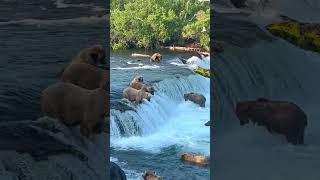 Bears feasting on salmon 🐻 🍣 [upl. by Airdnna]