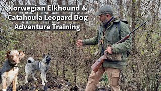 Norwegian Elkhound amp Catahoula Leopard Dog  Obedience amp Socialization Session [upl. by Grantley]