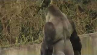 AMBAM THE GORILLA WALKS UPRIGHT [upl. by Anos199]