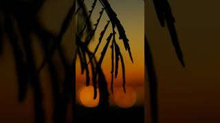 Flute Relaxing Music amp Sunset  Stress Relief relaxingmusic [upl. by Rett906]