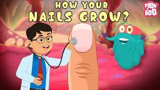 How Your Nails Grow  The Dr Binocs Show  Best Learning Videos For Kids  Peekaboo Kidz [upl. by Combs]