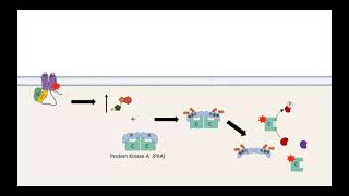 GPCR AC cAMP PKA pathway [upl. by Groot829]