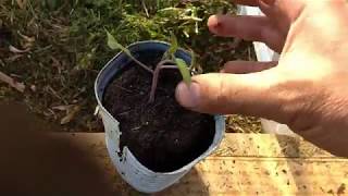 PLANTS DE TOMATES SOUS SERRE amp ABRI [upl. by Orvil]