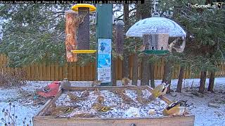 Ten Minutes of Colorful Finches Feeding In Ontario 4 species ASMR Seed Munching  January 2 2024 [upl. by Jaan]