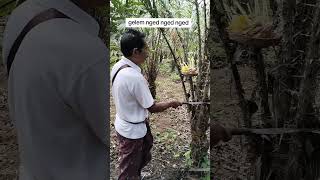 Tumpek warige tumpek ngatag hindu bali shortsvideo [upl. by Lalo684]