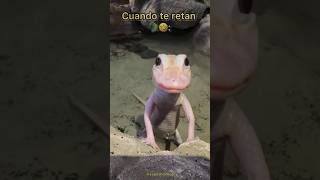 Caimán en Competencia 🐊 Final inesperado 🙊🤣💪 [upl. by Akirre591]