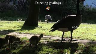 Dazzling goslings [upl. by Aicined]