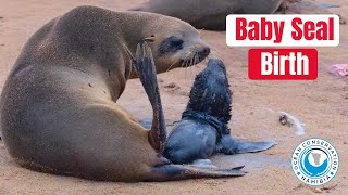 Baby Seal Live Birth [upl. by Jacobsen]