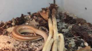 Chalcides mionecton trifasciatus giving birth [upl. by Cammie]