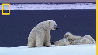 Lours polaire suit une femelle à lodeur pendant des semaines [upl. by Nilknarf]