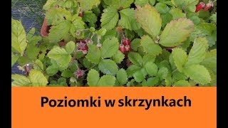 🍓Sadzenie i uprawa poziomek w skrzynkach Poziomki z nasion cz2 [upl. by Akeryt]