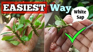 How to Grow Crown of Thorns Plant Fast and Easy Easiest Euphorbia Millii Propagation [upl. by Gemma]