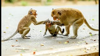 monkey funny time father with sun monkeyfamily babymonkey monkeyfunny wildlife monkeyplay [upl. by Bremser]