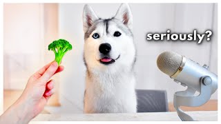 Funny Husky Reviews Food  Skaya Taste Test SKAYASMR [upl. by Walley953]