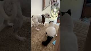 Funny Dog Becomes Scaredy Cat Around Familys Feline [upl. by Mayne24]