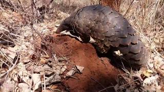 Temmincks Ground Pangolin [upl. by Asiak598]