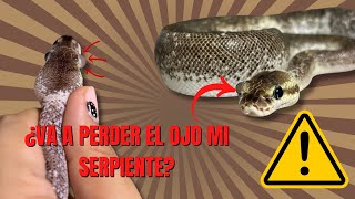 Mi SERPIENTE🐍 tiene OJO DE CRISTAL 👁️ ¿Qué es eso 🤔 ¿PERDERÁ el OJO😭 Salud bichera 🐍 [upl. by Iliram]