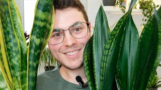 Sansevieria Cuidados y Tips [upl. by Eillime]