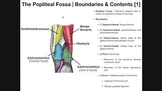 The POPLITEAL FOSSA  Anatomy  Dr Yusuf [upl. by Blanch]