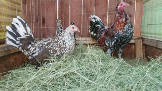 Spangled Mcleans Gamefowl Pens Gallos Finos  Roosters [upl. by Aketahs181]