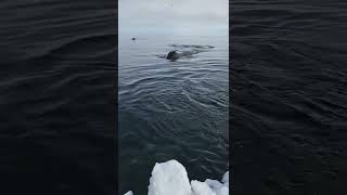 Bowhead whale on the edge [upl. by Calypso]