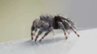 Jumping spider grooming itself [upl. by Paehpos]