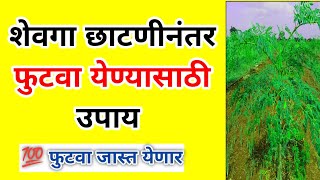 शेवगा छाटणीनंतर जास्त फुटवा येण्यासाठी उपाय 💯 फुटवा जास्त येणार शेवगा शेती [upl. by Fox]