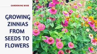 Growing Zinnias from seeds to flowers  How to grow zinnias in a pot for more flowers [upl. by Ahseel]