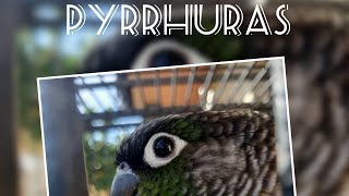 Información sobre pyrrhuras [upl. by Sum]