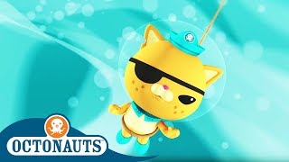 Octonauts  Lieutenant Kwazii  Cartoons for Kids  Underwater Sea Education [upl. by Randall283]