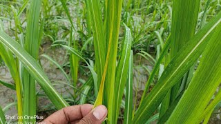 thrips disease l बारिश के बाद गन्ने में लग रहा यह थ्रिप्स रोग पूरे गन्ने की पत्ती पीली पड़ गईं [upl. by Sudoeht]