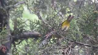 Swinhoes Whiteeye Zosterops simplex [upl. by Manas]