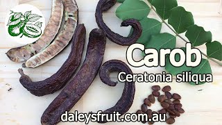 Carob  Ceratonia siliqua  Selffertile variety Clifford [upl. by Nemraciram339]