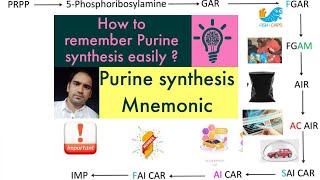 De Novo synthesis of Purines made easy  Purine synthesis easy method Biochemistry [upl. by Helfant745]