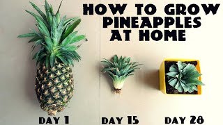 How to Grow Pineapples at Home Fast n Easy [upl. by Tunk670]