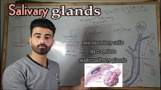 salivary glands 2  oral histology  عزت شومان [upl. by Ahsikahs]