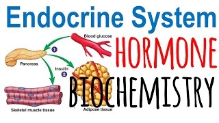 Hormone biochemistry [upl. by Eidorb]