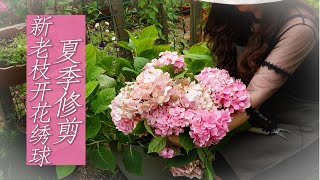 新老枝开花绣球（无尽夏）夏季修剪【屋檐园艺课堂】 [upl. by Ladiv711]