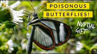 Clearwing Butterflys Gift of POISON [upl. by Willow]