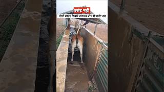 गायों को क्यों नहलाया जाता है  dairy farming cows [upl. by Yecnay]