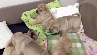 Shar Pei puppies are playing on their bed [upl. by Zavala]