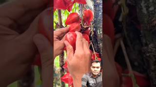 Buah belimbing merah rasanya asam manis fruit fruitsegar [upl. by Ronoc]