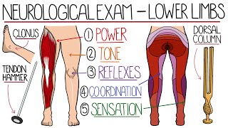 Neurological Examination of the Lower Limbs [upl. by Aetnahs]