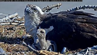 Hellgate Osprey Cam Zooms In On Nestlings Before Fish Delivery – June 21 2024 [upl. by Erbe]