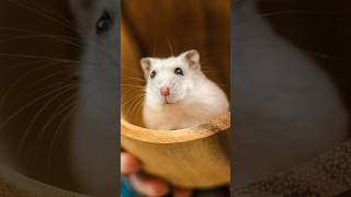 Hamsters  Animalworld [upl. by Gotthard]