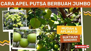 Cara Menanam Apel Putsa Berbuah Jumbo [upl. by Amberly]