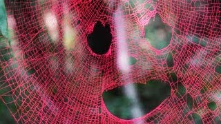 Pink Spider Web  BiDiPi 28 [upl. by Eimoan356]